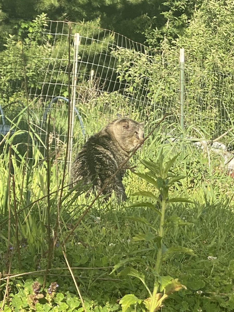 Ericcannavet's tweet photo. Battle cat! 16 year old barn cat. Keeps my plants and garden safe from intruders like the notorious groundhog, or rabbits. #battlecat #Gardenprotector
#barncat https://t.co/dhnRrRfZ4N