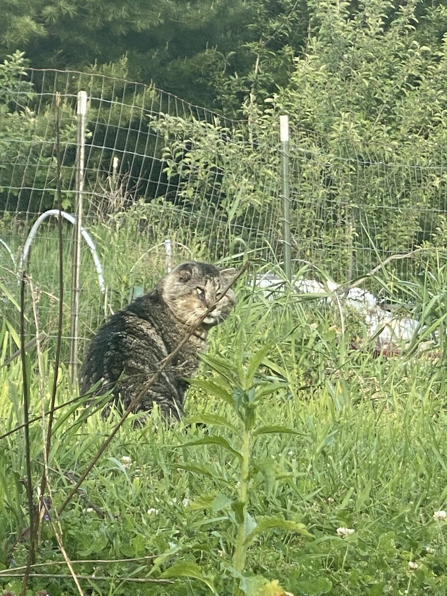 Ericcannavet's tweet photo. Battle cat! 16 year old barn cat. Keeps my plants and garden safe from intruders like the notorious groundhog, or rabbits. #battlecat #Gardenprotector
#barncat https://t.co/dhnRrRfZ4N