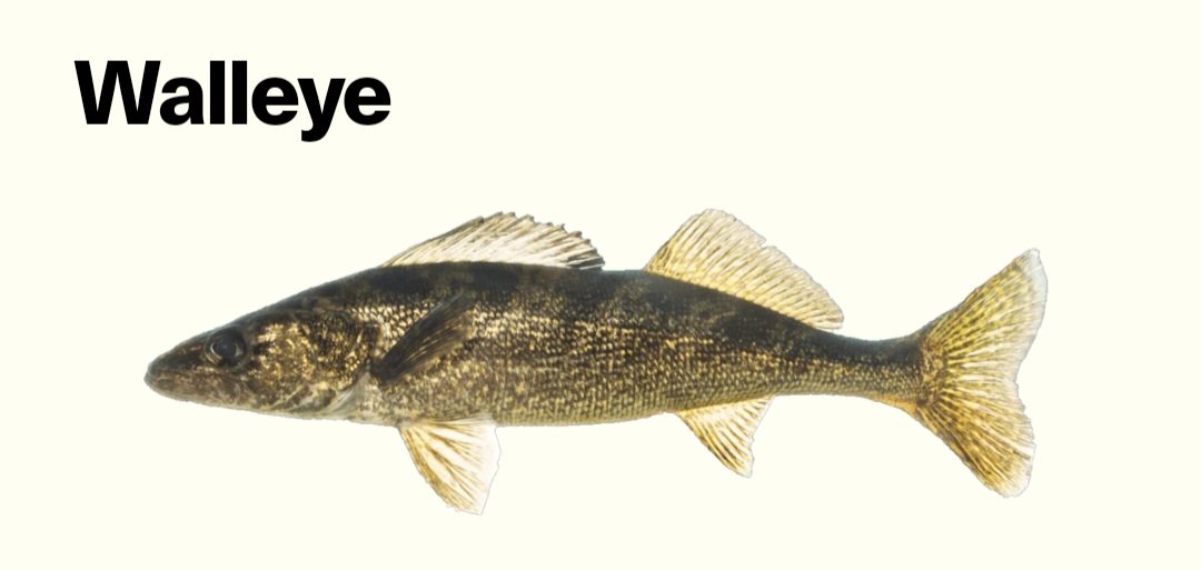 SmallTownBigPic's tweet photo. @NomadNephilim @DisneyStudiosCA Using concepts of evolutionary biology to argue against the skin colour of a fantasy species is laughably childish.

But also... Yes, I've seen plenty of fish with dark coloured scales... https://t.co/eNKWS8ycSo