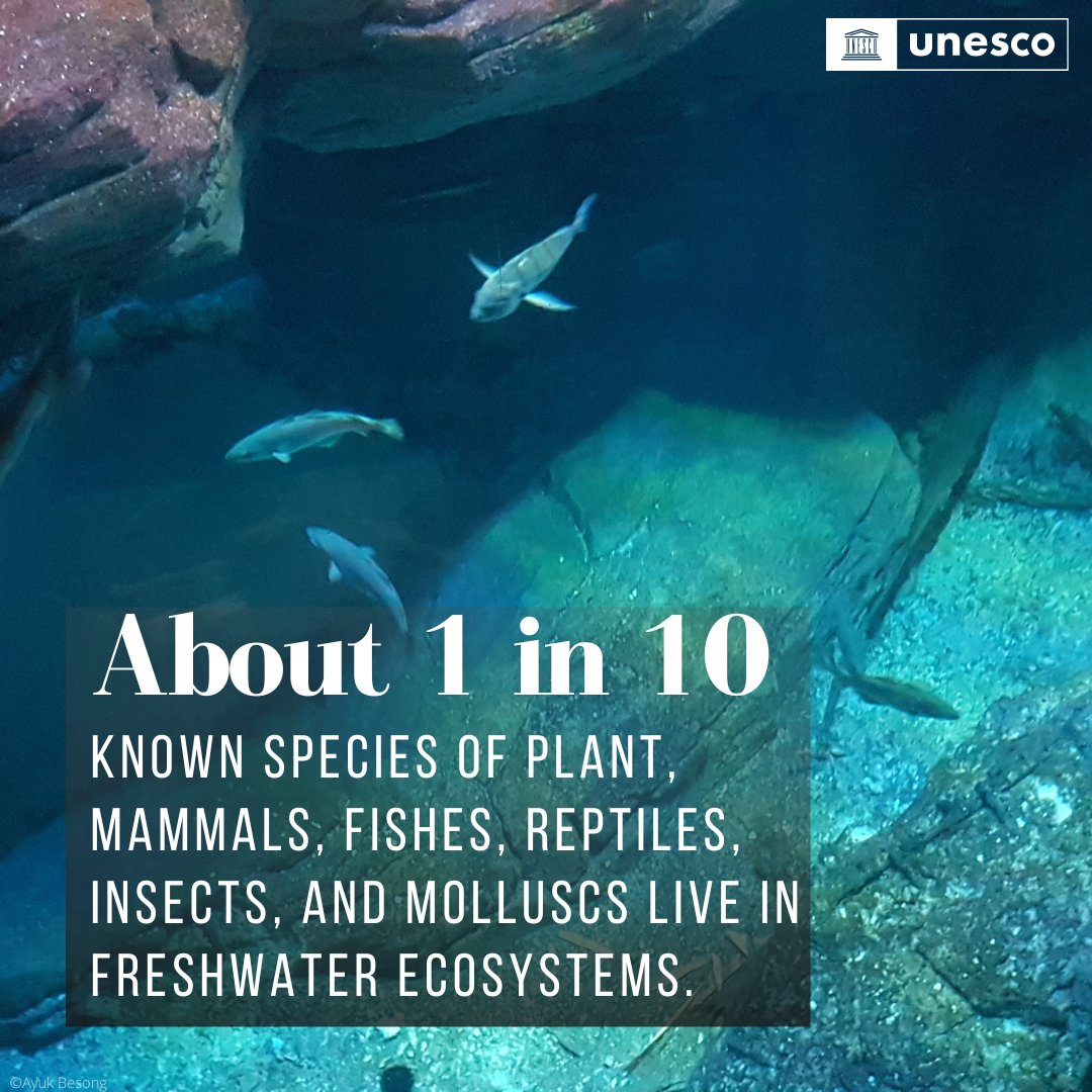 #DYK? Freshwater habitats—such as lakes, rivers, wetlands, &amp; aquifers—house an incredible proportion of the world’s #biodiversity? 

Around 1 in 10 known animals &amp; 50% of all known fish species.   This is also why we need a #WaterAction. 
unesco.org/reports/wwdr/2…
Via <a href="/unescoWATER/">unescoWATER</a>