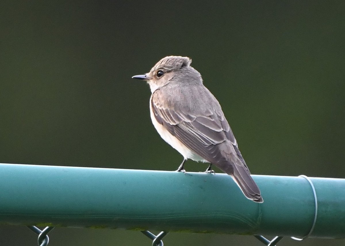 A gorgeous #SpottedFlycatcher today, I love these little visitors.