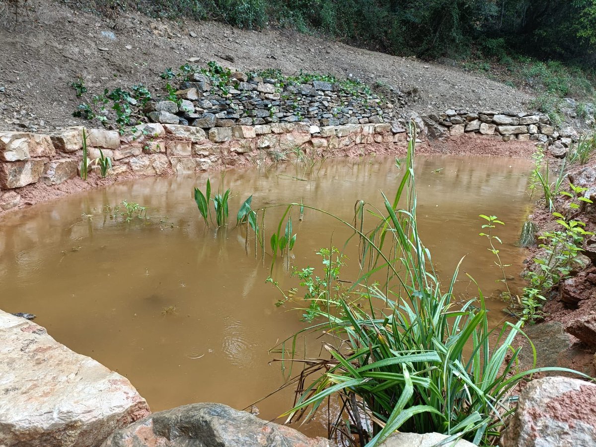 Sant Vicenç dels Horts compta ara amb una nova bassa per a amfibis!🐸

Aquesta primavera, hem col·laborat en el disseny, la direcció i l'execució de l'obra de creació d'una bassa permanent al Parc del Pi Gros, gestionat per l'Àrea Metropolitana de Barcelona @parcsplatgesamb .👇🏾