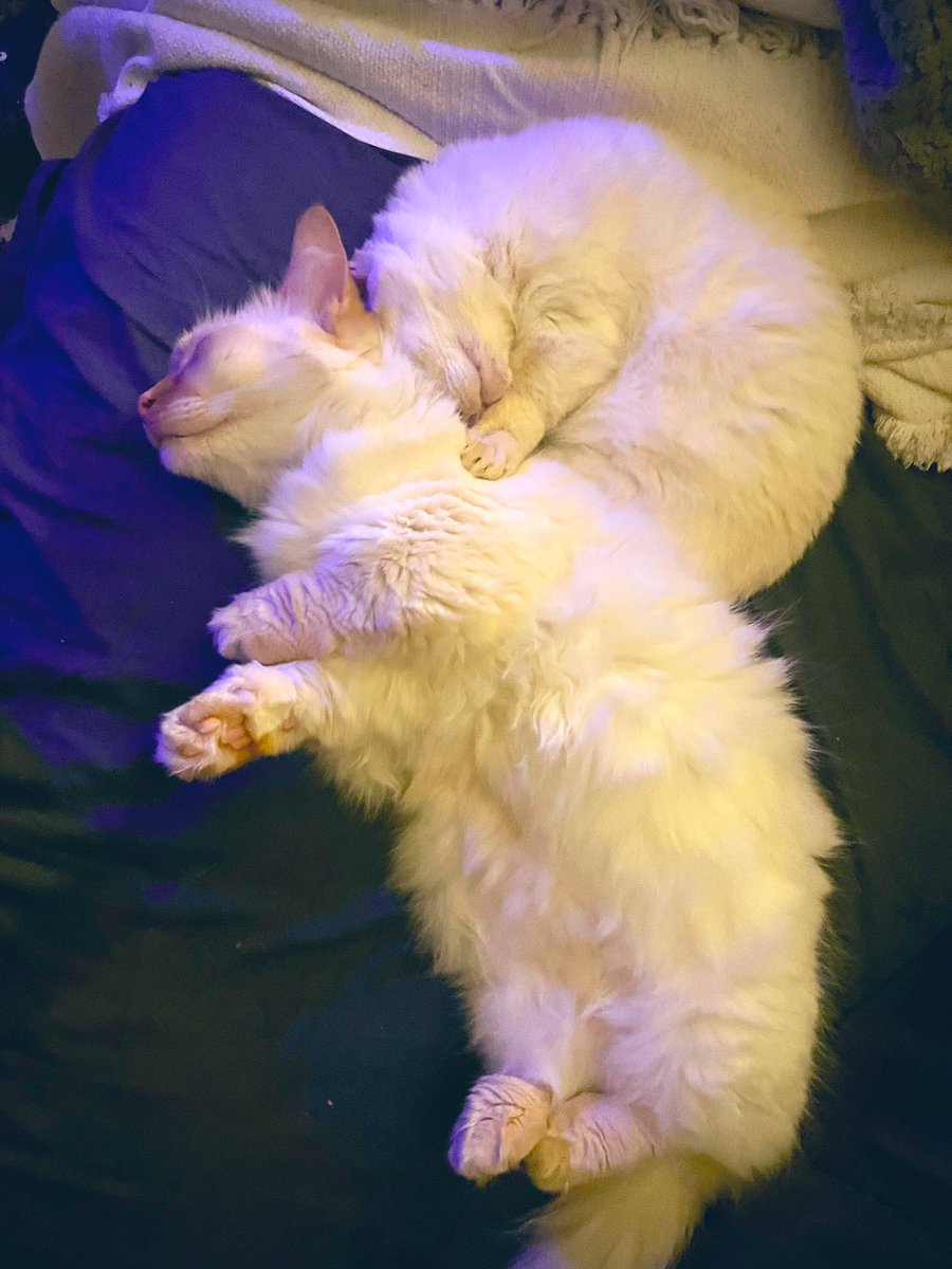 Is that a Cat snail hybrid? 
Or maybe Pearl with a new fuzzy backpack? 

Nope, it’s just Mama Crystal snuggling w/ her (BIG) baby girl, Pearl. 💕🥰😻

#cats #CatsOfTwitter #CatsOnTwitter #CatsAreFamily #cat #cute #pets