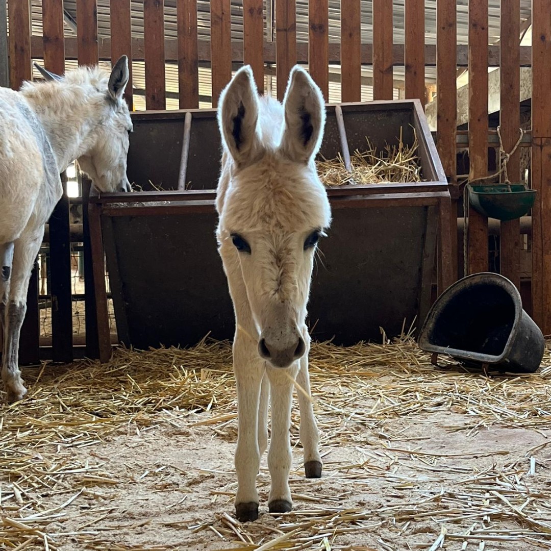 Safe Haven for Donkeys tweet media