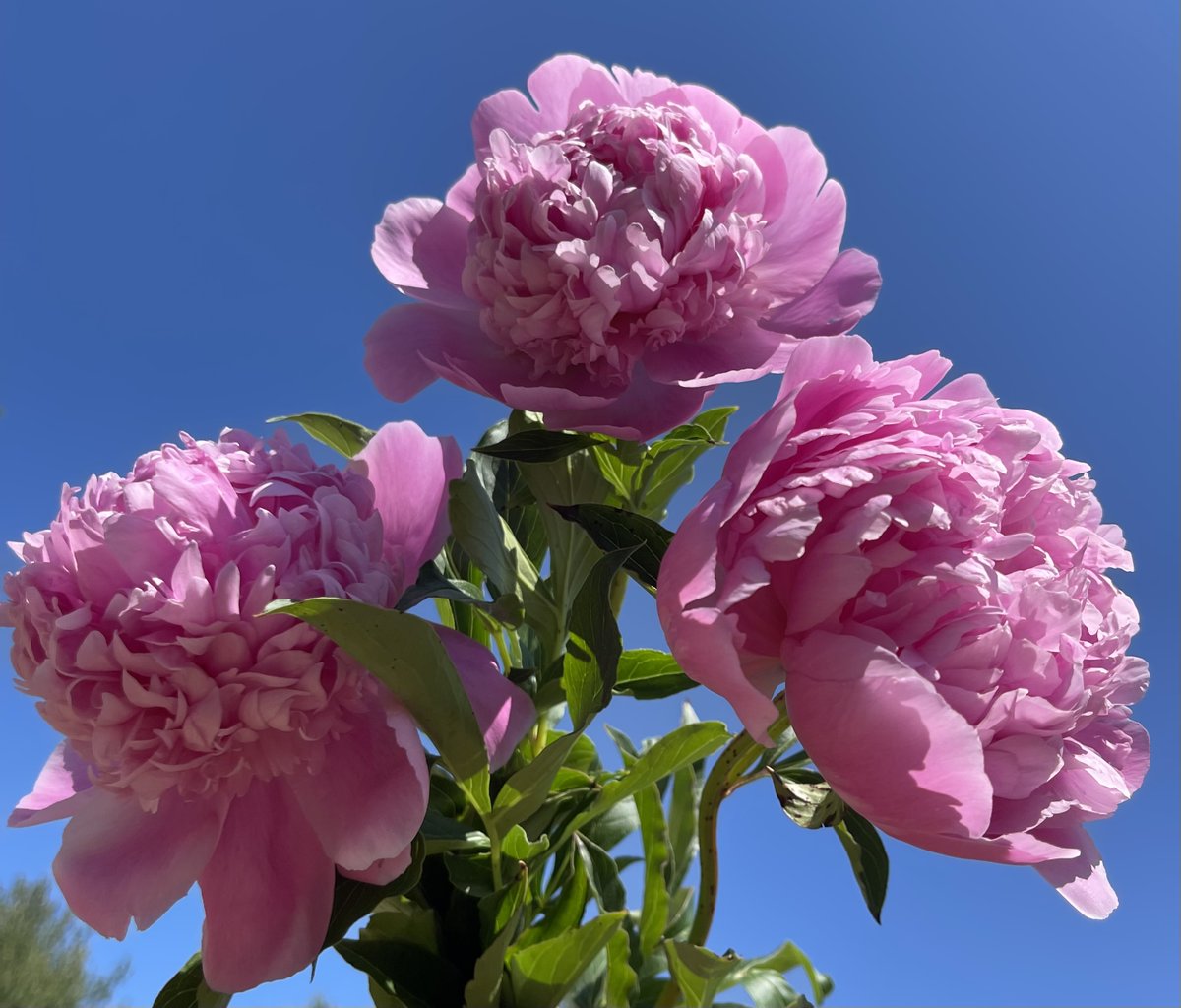 It’s peony season! 🤩 Don’t delay, these beauties move quickly. 💖
.
#steinflorist #steinyourflorist #flowers #florist #flowershop #floristry #shopsmall #shoplocal #smallbusiness #phillyflorist #philadelphiaflorist #NJflorist #peony #peonies #beautiful #peonyseason #springblooms