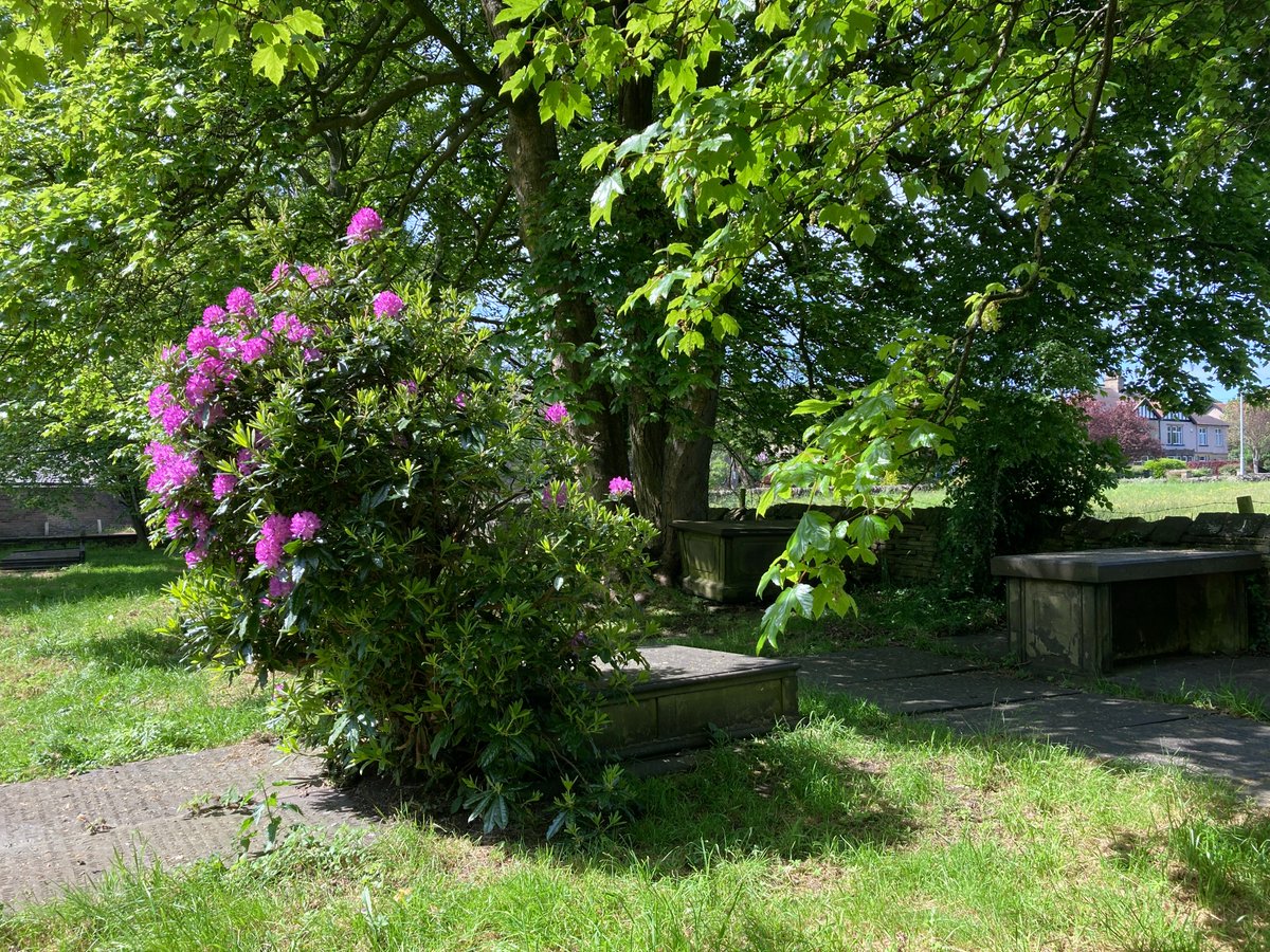 The rhododendron bush by George Mackay Sutherland's tomb stone. Remember, if you are visiting the churchyard, that the white tipped canes are by the #GentlemanJack grave plots and the QR codes on the posts give you more information.