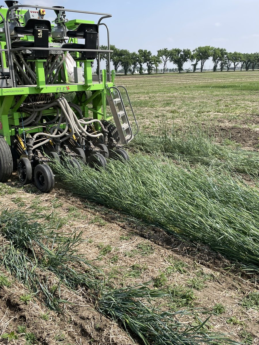 gdhillon34's tweet photo. Roller crimping fall rye and seeding barley behind the crimper. The project looks at the viability and possible benefits of roller crimping cover crops under southern Alberta growing conditions. 
@FarmingSmarter 
@RBC Tech for Nature @WestonFamilyFdn https://t.co/m6mNikli29