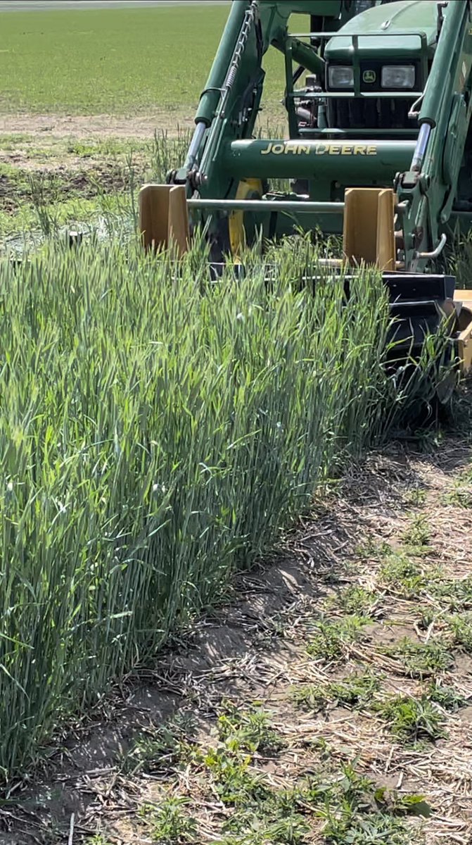 gdhillon34's tweet photo. Roller crimping fall rye and seeding barley behind the crimper. The project looks at the viability and possible benefits of roller crimping cover crops under southern Alberta growing conditions. 
@FarmingSmarter 
@RBC Tech for Nature @WestonFamilyFdn https://t.co/m6mNikli29