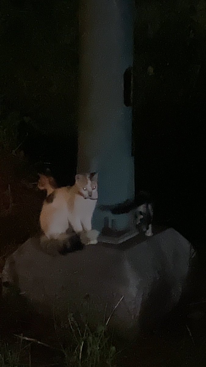 Geo593's tweet photo. @AlertaMePerdi @RescateAnimalEC @alcaldiagye Esta es la más clara https://t.co/P0FCZF0TmZ