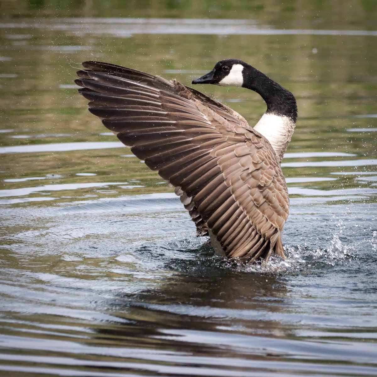 Canada goose #MagorMarsh @GwentWildlife #GwentLevels #Birdphotography #WildlifePhotography #birds #Wildlife #gwentbirds #TwitterNatureCommunity  #NaturePhotography