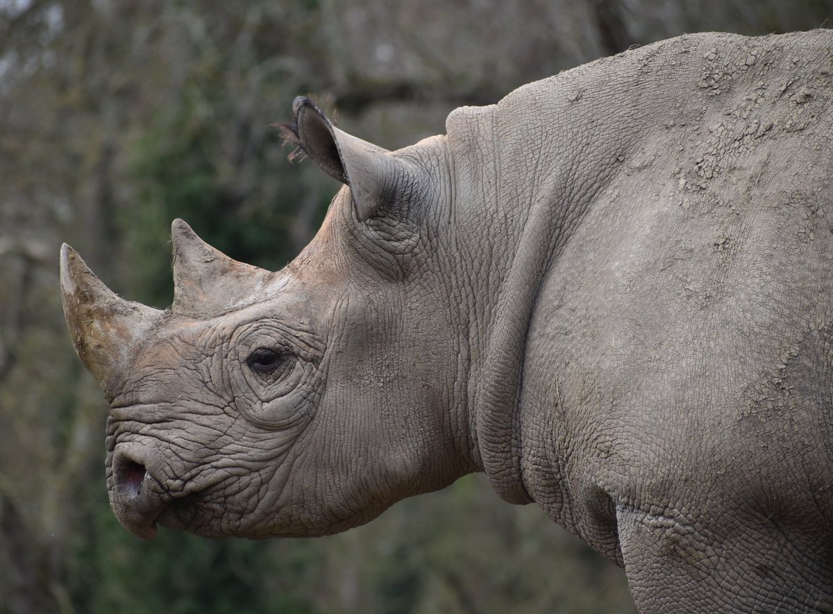 #wildlife Rhino are beautiful ☺️👋