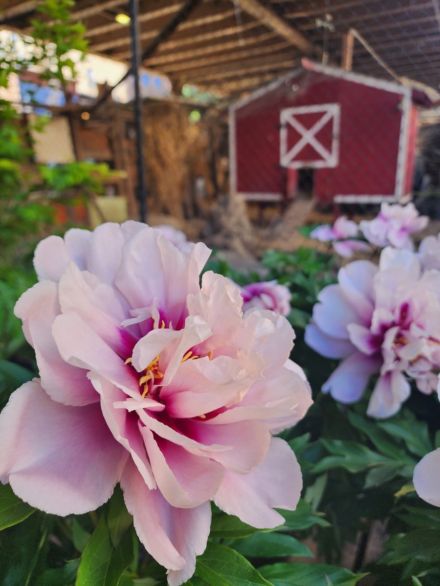 🌿🌇 Memorial Day Deals for Plant Lovers in NYC! 🌆🌱 Looking to add some green to your place? Look no further! Urban Garden Center is offering an exclusive 30% off on selected plants this weekend. 🗽💚

#PlantLovers #MemorialDaySale