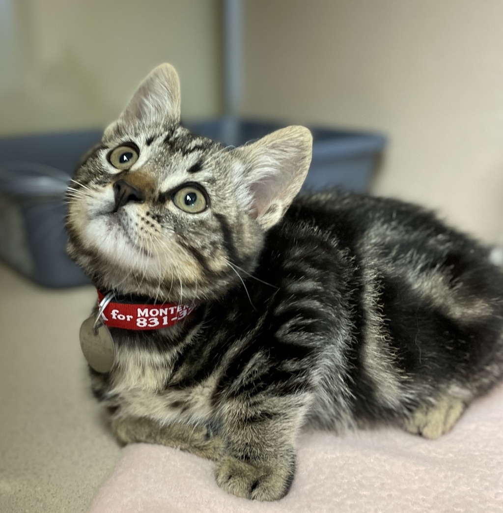 SPCAmc's tweet image. Three month old kitten Carl is the cutest!  He&apos;s so playful - he loves to pounce and be silly with the other kittens.  Carl is a heart-melter for sure,  You can meet him and see for yourself - come on out to the SPCA! #SPCAmc #AdoptDontShop