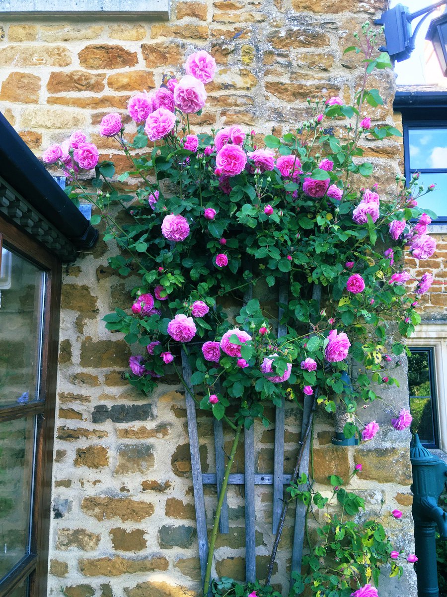 Oh the evening scent from this rose….Gertrude Jekyll💕💞