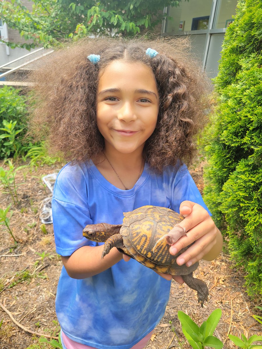 JohnAdamsElem's tweet image. Turtle 🐢 Visiting
#BeEager #EasternBoxTurtle