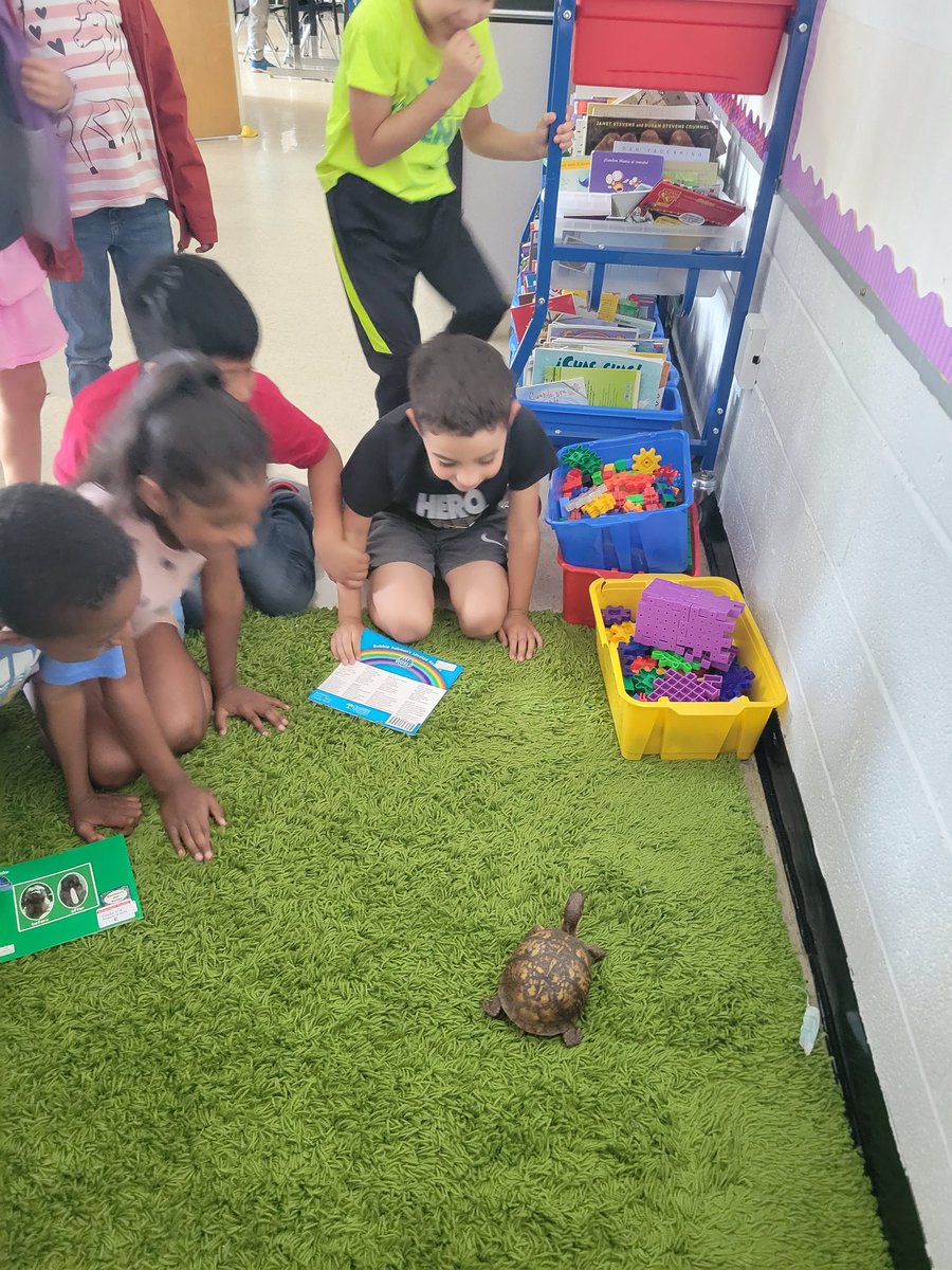 JohnAdamsElem's tweet image. Turtle 🐢 Visiting
#BeEager #EasternBoxTurtle