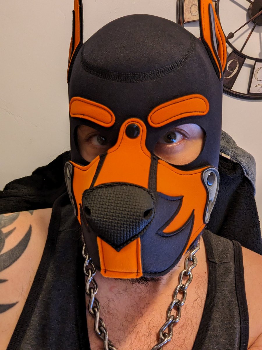 PupSabin's tweet photo. Pup still has a few weeks of healing from the PA and is going stir crazy from the horny...anyone got bones to fill my holes? 🐶 https://t.co/sBDs5k2STM