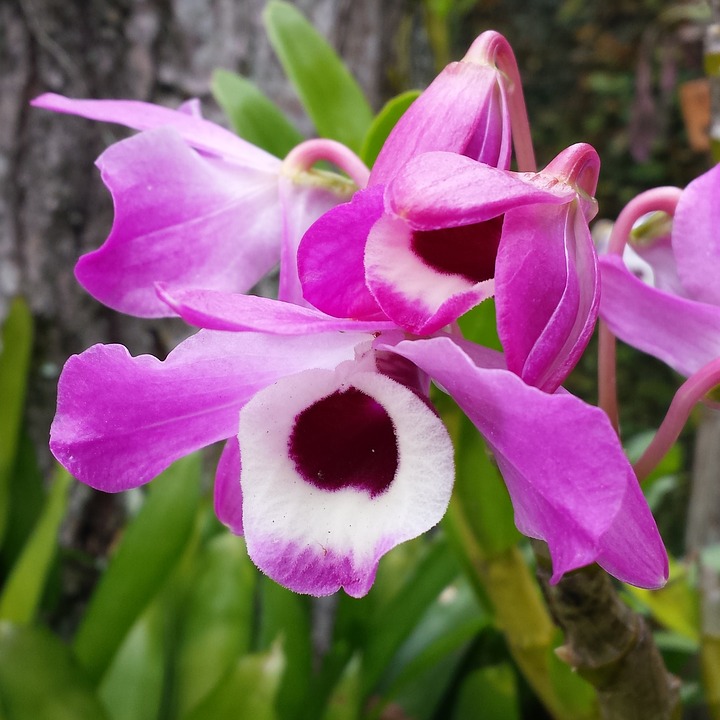 sweetstickyrain's tweet photo. Sacred Secrets and Hidden Rainbows
https://t.co/okzteYgFQ9
#SacredSecrets
#HiddenRainbows
#orchids
#OodlesOfOrchids https://t.co/RBE49QANZ7
