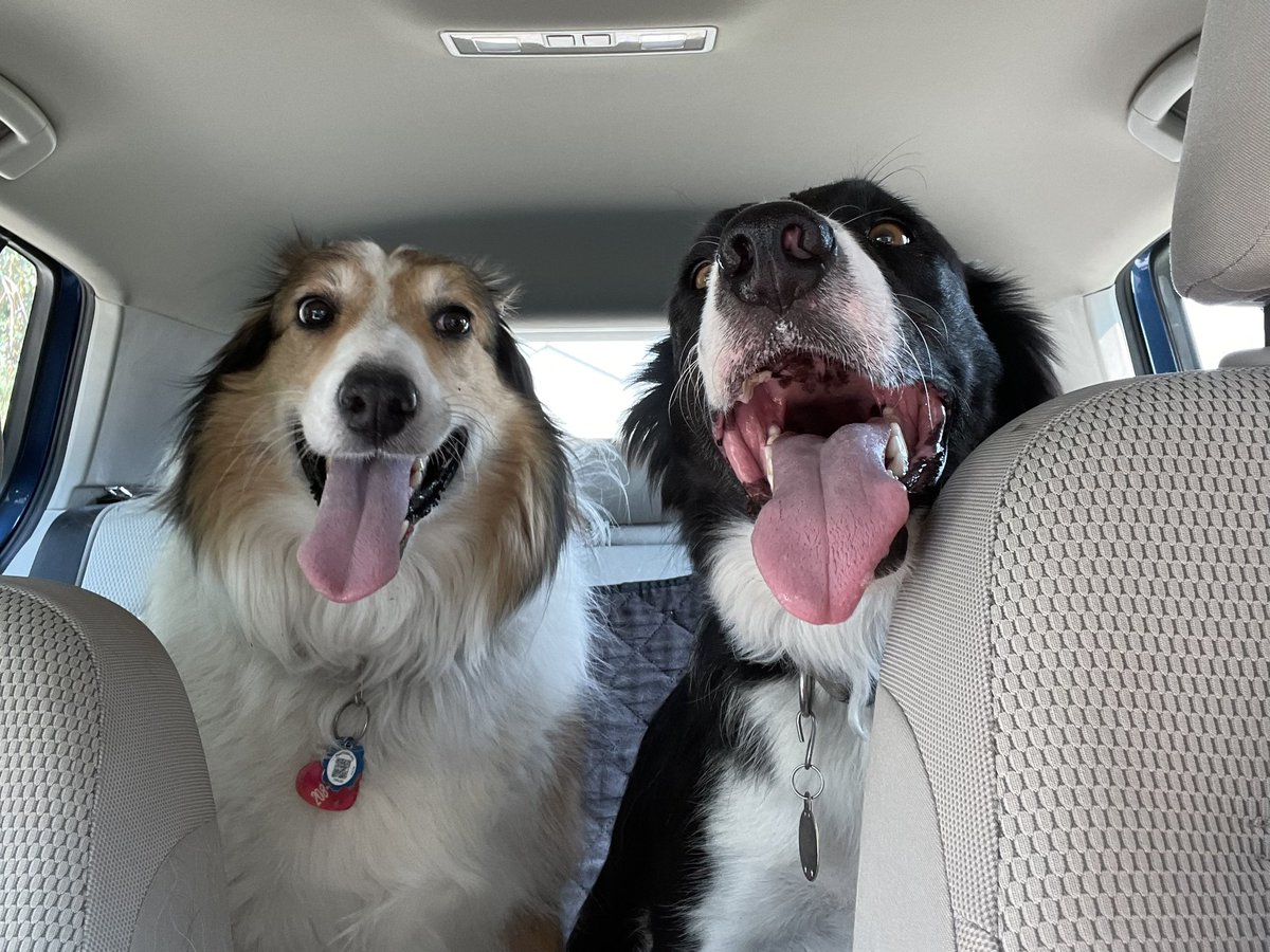 We would love to take a road trip to 🇨🇦. We’d go due north to see @servicerotties then east to visit @PeytonReads and @CanadianPenny1 and @CaseyChasem. We’d eat tons of beaver tails and Tim Bits on the way! 
#PhotoChallenge2023May #dogsoftwitter  #NationalRoadTripDay