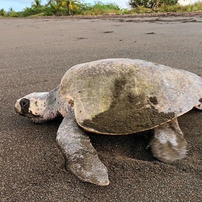 LuisPoloRoa's tweet image. Construcción en Playa Morrillo pone en peligro programas de protección de tortugas y el turismo estoestour.com/2023/05/constr…
@MiAmbientePma @ATP_panama
#Turismo #Panamá