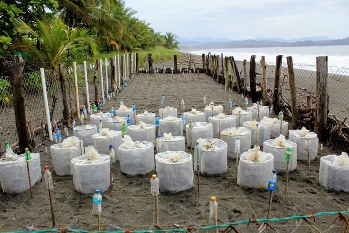 LuisPoloRoa's tweet image. Construcción en Playa Morrillo pone en peligro programas de protección de tortugas y el turismo estoestour.com/2023/05/constr…
@MiAmbientePma @ATP_panama
#Turismo #Panamá