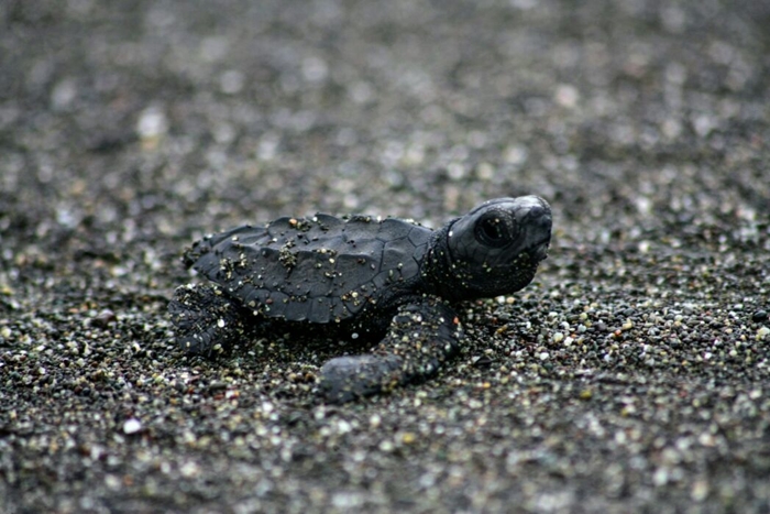 LuisPoloRoa's tweet image. Construcción en Playa Morrillo pone en peligro programas de protección de tortugas y el turismo estoestour.com/2023/05/constr…
@MiAmbientePma @ATP_panama
#Turismo #Panamá