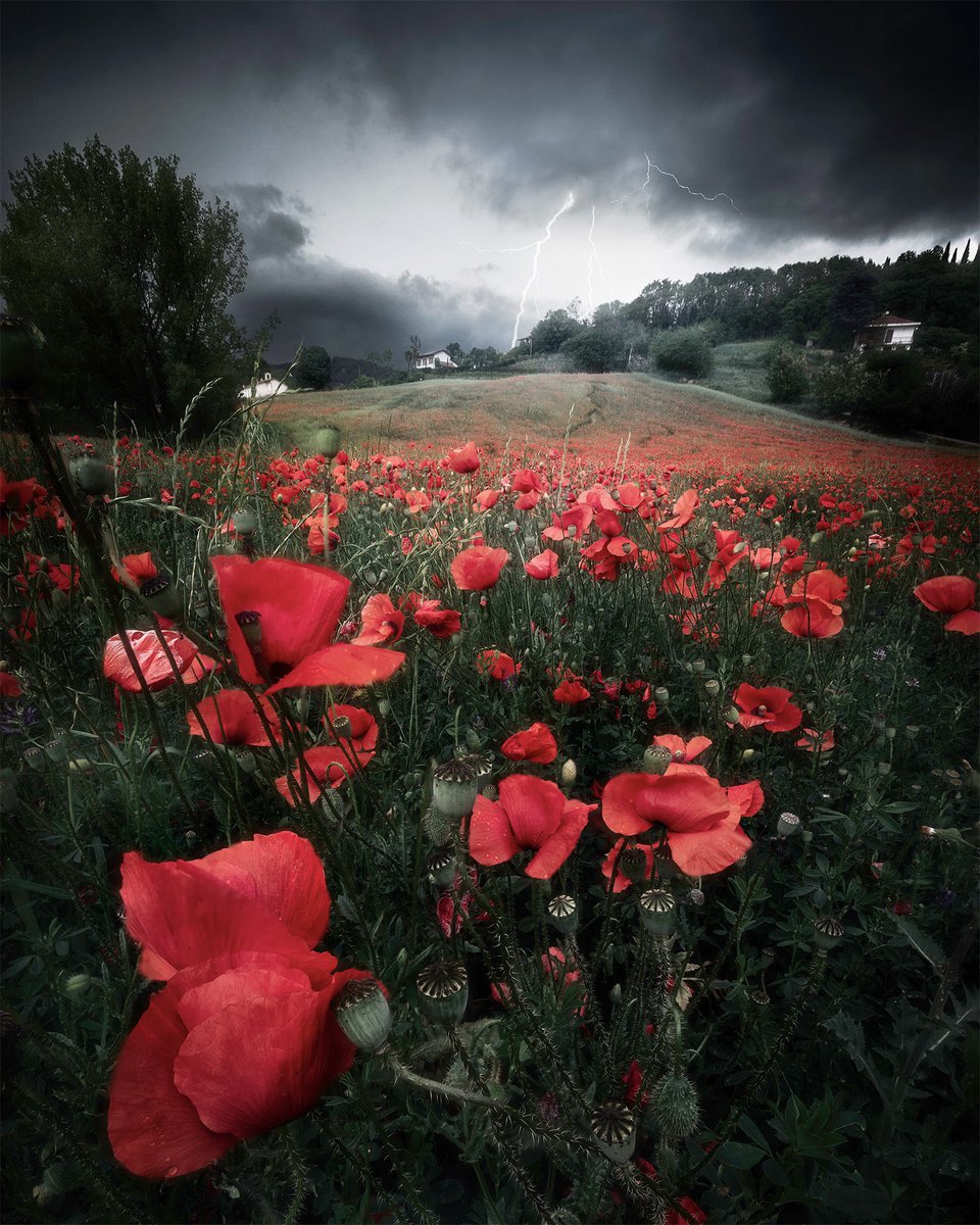 Welcome Spring 🌹
The crazy conditions of this year’s Spring allowed me to capture a stunning moment in this #poppies field ⚡️

How is your #spring, #landscape wise?

#fineart 
#fineartphotography 
#fineartprints 
#PrintsForSale