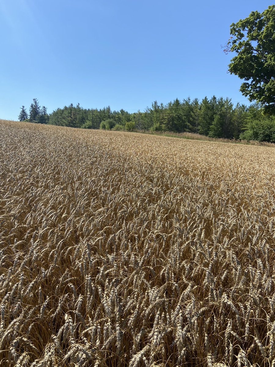 JoannaMWallace's tweet photo. Dry year, low DON risk - is it worth applying #MiravisAce? The 22 trials across ON in the last 3 years say yes with an avg 9.5bus/ac yield increase over untreated. Don’t leave bushels on the table or have to deal with a dirty combine #cleanandbright https://t.co/tsaD9kU2Xx