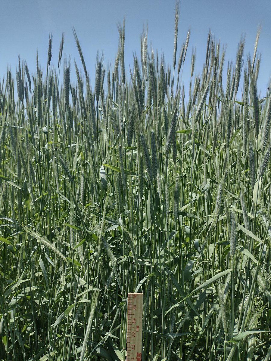 This cereal rye has started to flower and is nearing the stage to terminate with rolling. The farm plants a pumpkin patch alongside their corn and soybean fields each year to share with the community. Cover cropping goals include weed control, soil health, and clean pumpkins!