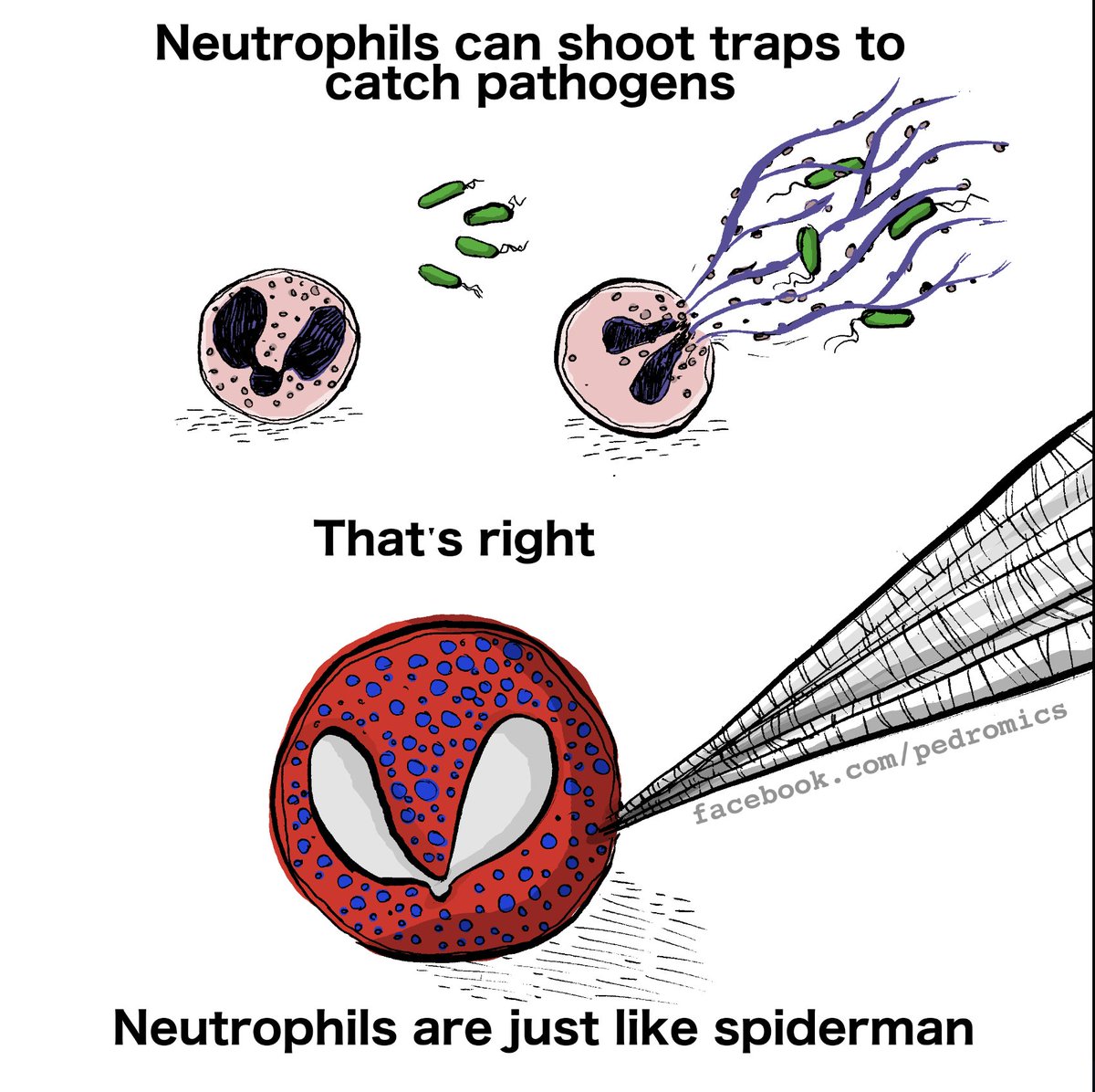 BioChain's tweet photo. Neutrophil. Neutrophil. Does whatever a neutrophil can.
#fridayfun #sciencefun #goodnews #science #friday #lablife #fridaymood #labvibe #sciencehumor #biology #laboratory #biotechfun  #health #biotechnology #biotech https://t.co/ApMpkiLAx1
