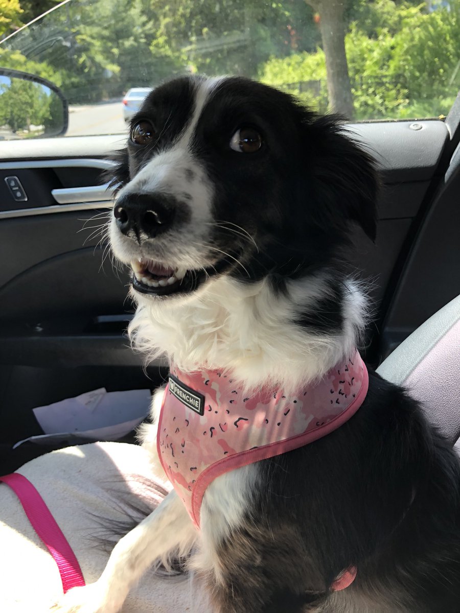 Nothing like a ride in the car on a beautiful spring day! #Abbey #bordercollie 🐾