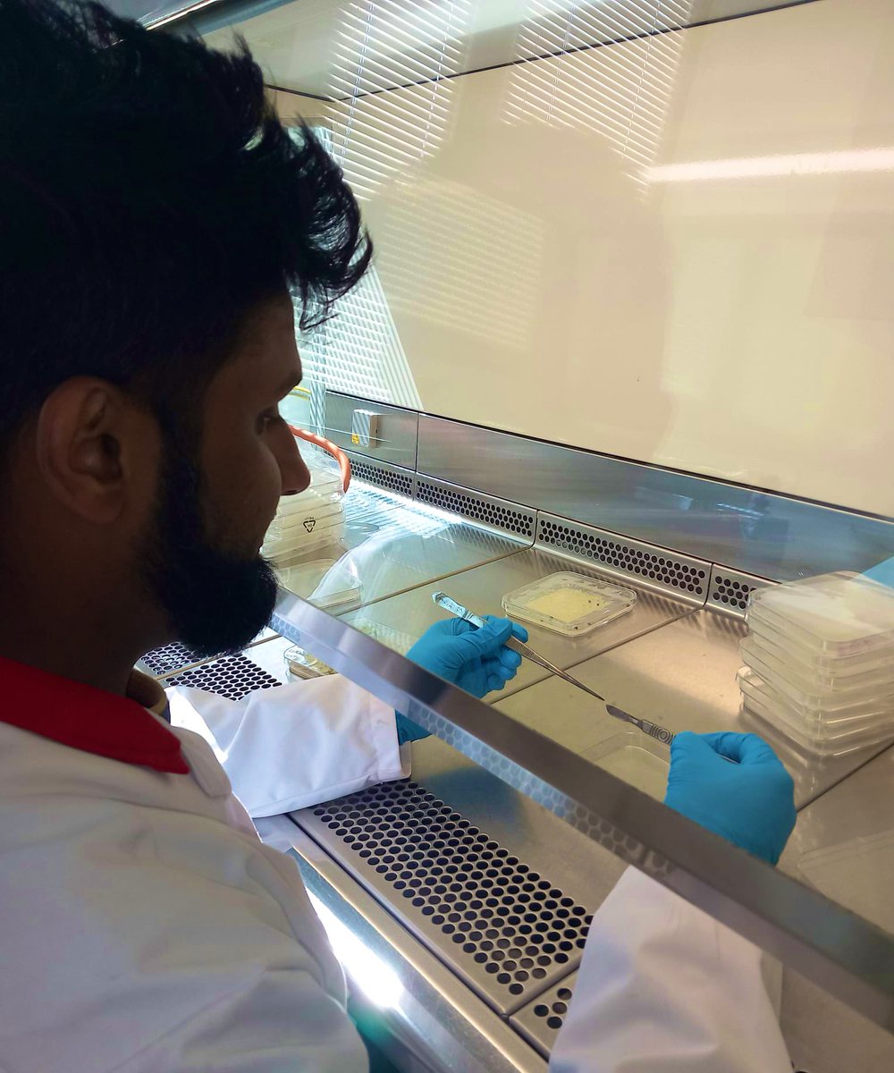 🎉 Huge congrats to <a href="/RodriguesSav/">Savio Rodrigues</a> for securing  a prestigious <a href="/FWOVlaanderen/">FWO</a> postdoctoral fellowship in collaboration with <a href="/lab_php/">PHP-Lab 🍓🍅🌈</a> and <a href="/LaurensPauwels/">Laurens Pauwels @laurenspauwels.bsky.social</a> . 🌱 Excited to see him dive further into the fascinating interaction between rhizogenic agrobacteria and Arabidopsis  🔬🧪