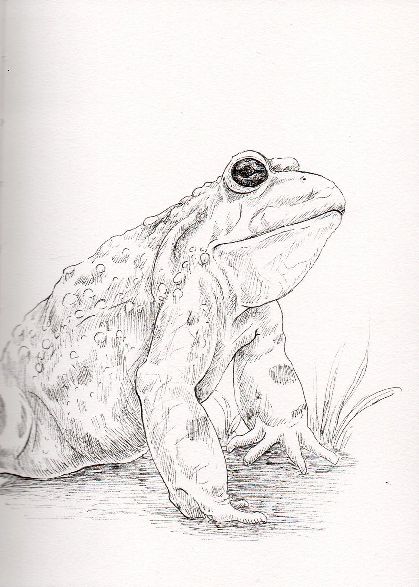 Today's #SpiritGuide is #Toad! 😄 They are connected with guidance, doing the right thing, patience, and taking action. Even when luck is turning your way, you must work hard to bring it to fruition. This may include an uncomfortable personal change.#art #druidry
