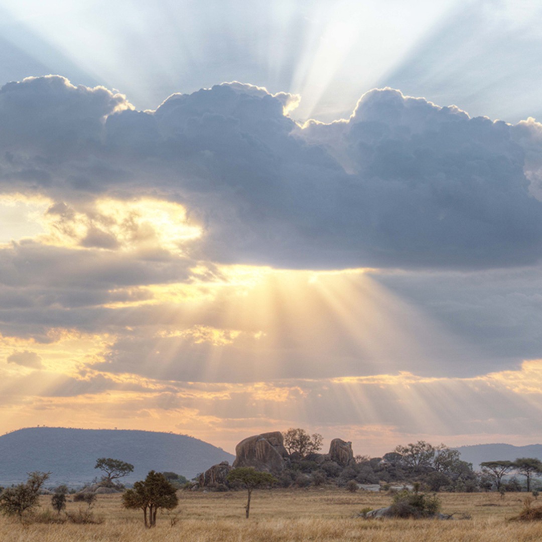 Serengeti Golden Hours ✨️