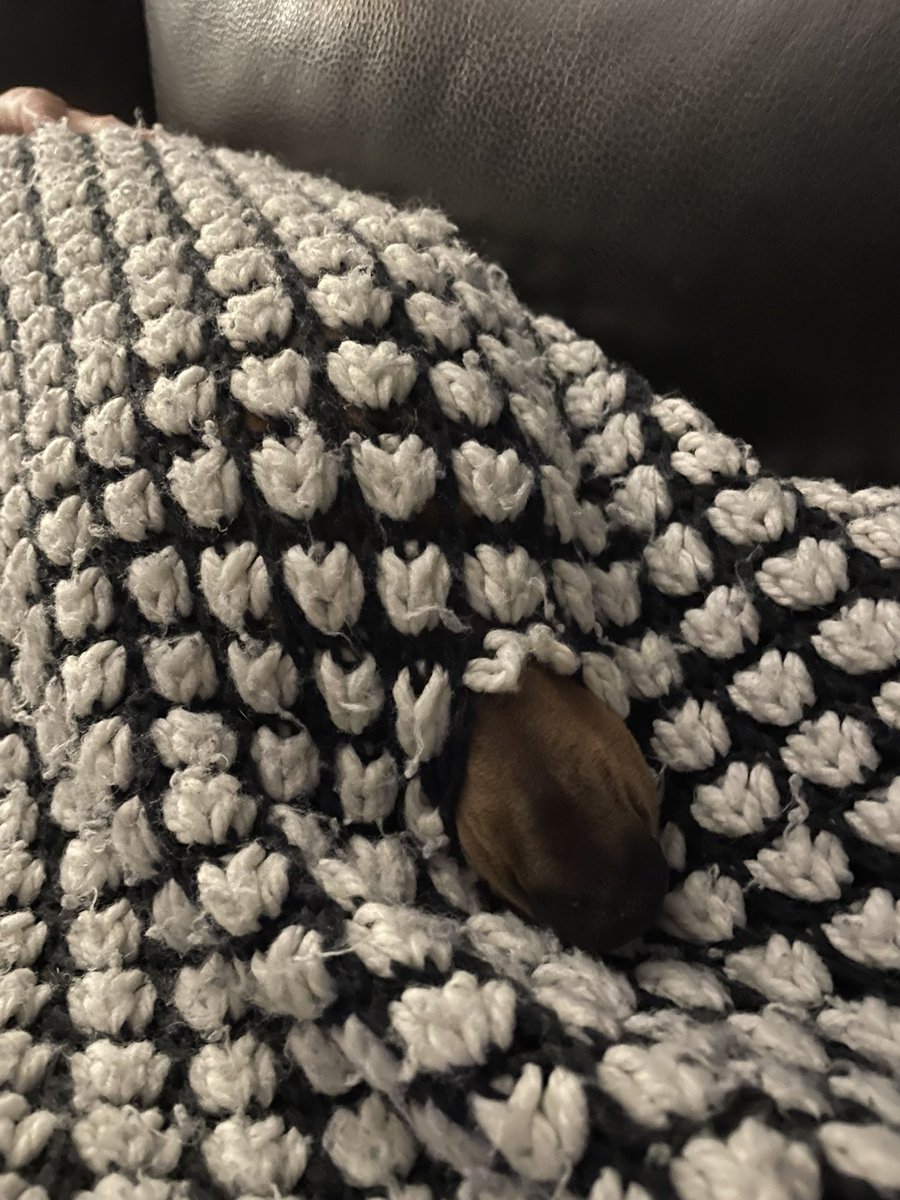 spillymilly's tweet photo. @bunsenbernerbmd Stella can’t get her beauty sleep if it’s not in bed with one of us! #stellatheween https://t.co/w3VydrmltJ