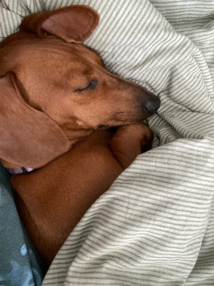 spillymilly's tweet photo. @bunsenbernerbmd Stella can’t get her beauty sleep if it’s not in bed with one of us! #stellatheween https://t.co/w3VydrmltJ