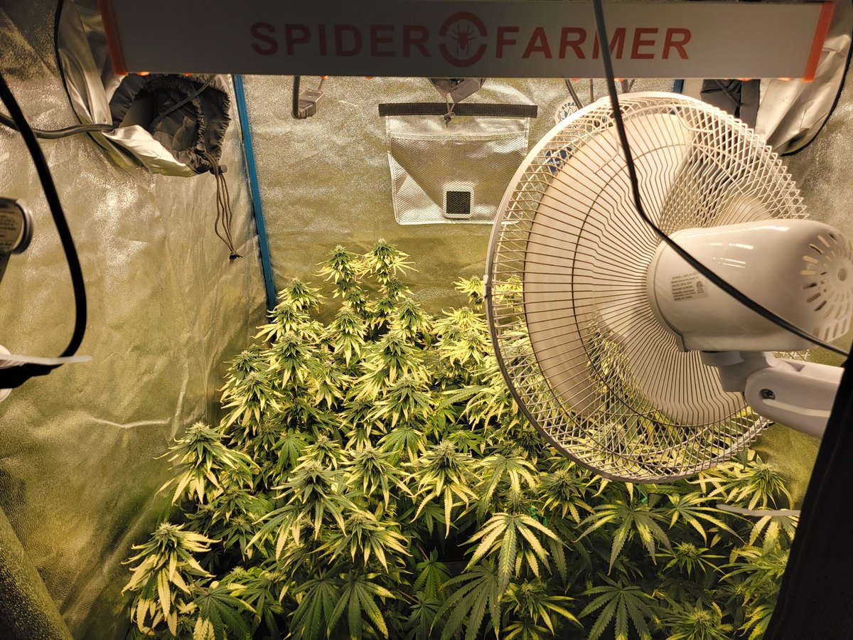 KC_Flower_Power's tweet photo. Yoda Soda day 35🌻
💡 #spiderfarmerG3000 
Came to hang out with these ladies and say goodnight before lights out @SfVilina @spiderfarmerled #spiderfarmer #G3000 https://t.co/QAWyjE62CA