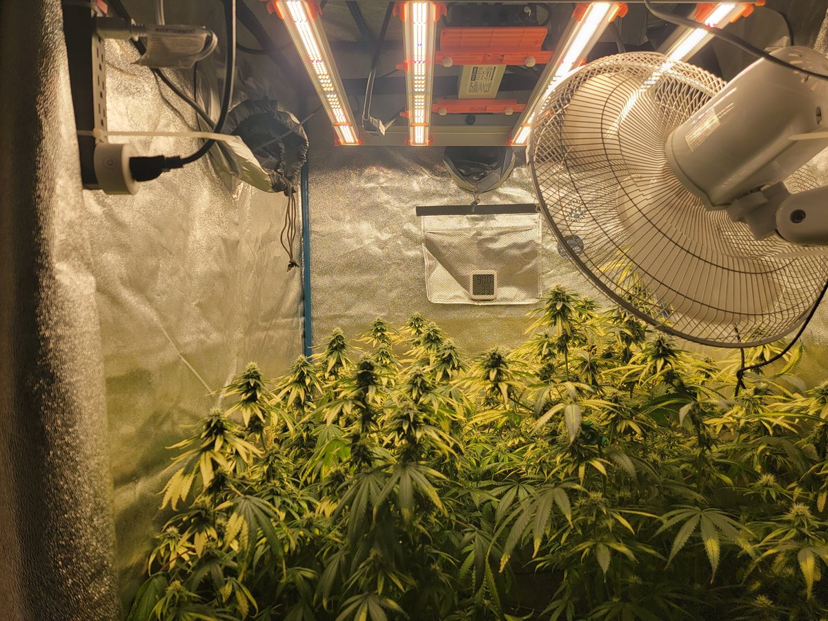 KC_Flower_Power's tweet photo. Yoda Soda day 35🌻
💡 #spiderfarmerG3000 
Came to hang out with these ladies and say goodnight before lights out @SfVilina @spiderfarmerled #spiderfarmer #G3000 https://t.co/QAWyjE62CA