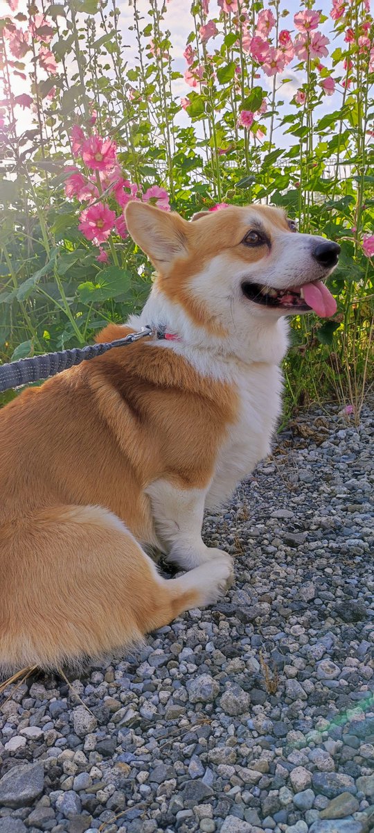 タチアオイが上まで咲くと梅雨明けらしいわん
#コーギーのいる暮らし #梅雨明け