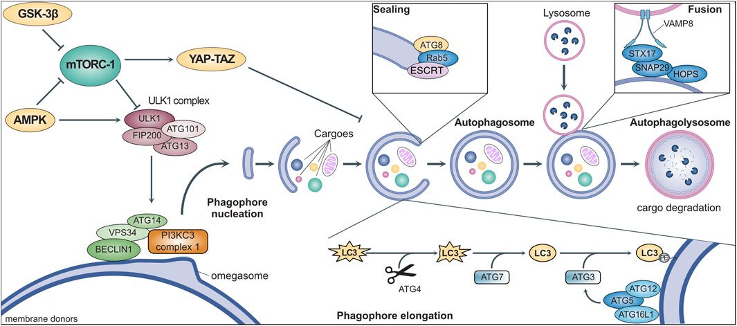 Agingdoc⭐David Barzilai🔔MD PhD MS MBA DipABLM🩺 (@agingdoc1) on Twitter photo Autophagy, innate immunity, and cardiac disease
👉Reviews roles of autophagy, & highlights possible translational perspectives of modulating autophagy for therapeutic purposes.
<a href="/5antus/">Donato Santovito</a>, <a href="/SteffensLab/">Sabine_Steffens</a>, Serena Barachini, Rosalinda Madonna
frontiersin.org/articles/10.33… <a href="/FrontCellDevBio/">Frontiers - Cell Biology</a> Autophagy, innate immunity, and cardiac disease
👉Reviews roles of autophagy, & highlights possible translational perspectives of modulating autophagy for therapeutic purposes.
<a href="/5antus/">Donato Santovito</a>, <a href="/SteffensLab/">Sabine_Steffens</a>, Serena Barachini, Rosalinda Madonna
frontiersin.org/articles/10.33… <a href="/FrontCellDevBio/">Frontiers - Cell Biology</a>