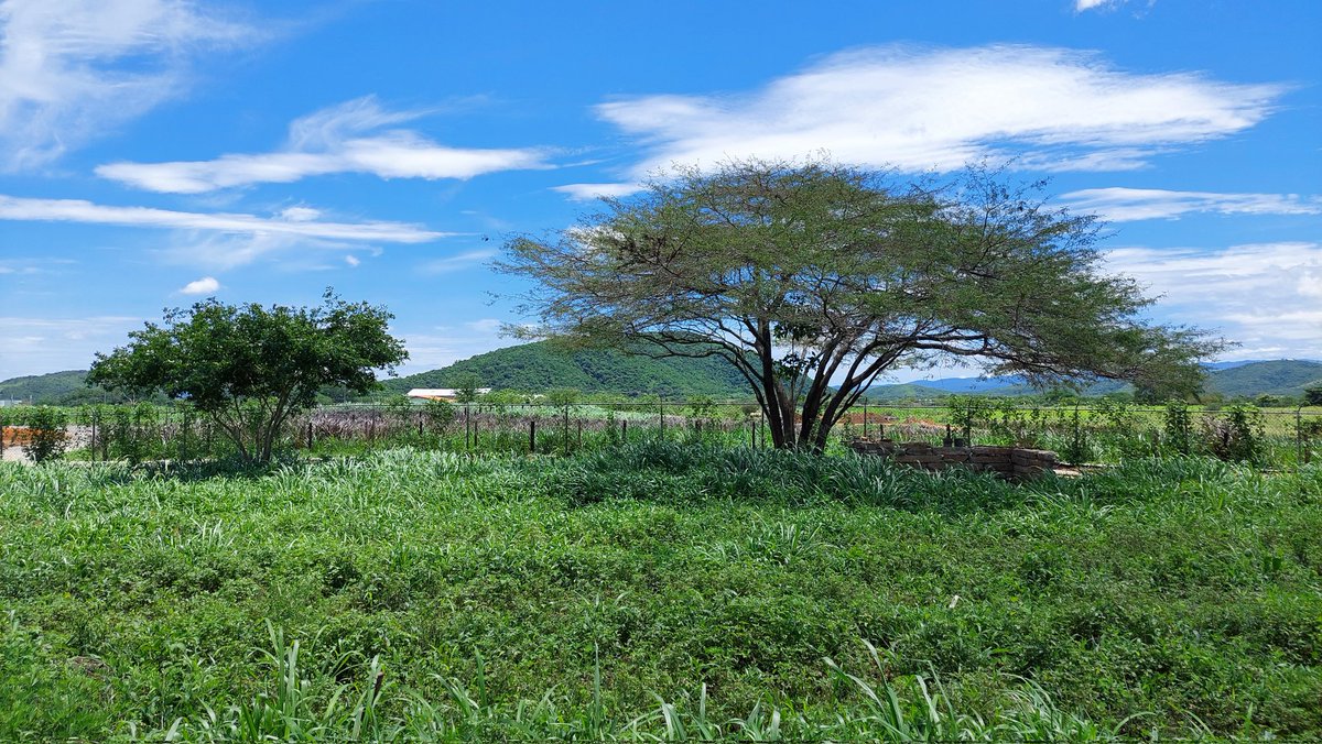 SilvopastoralismTheChallenge tweet media