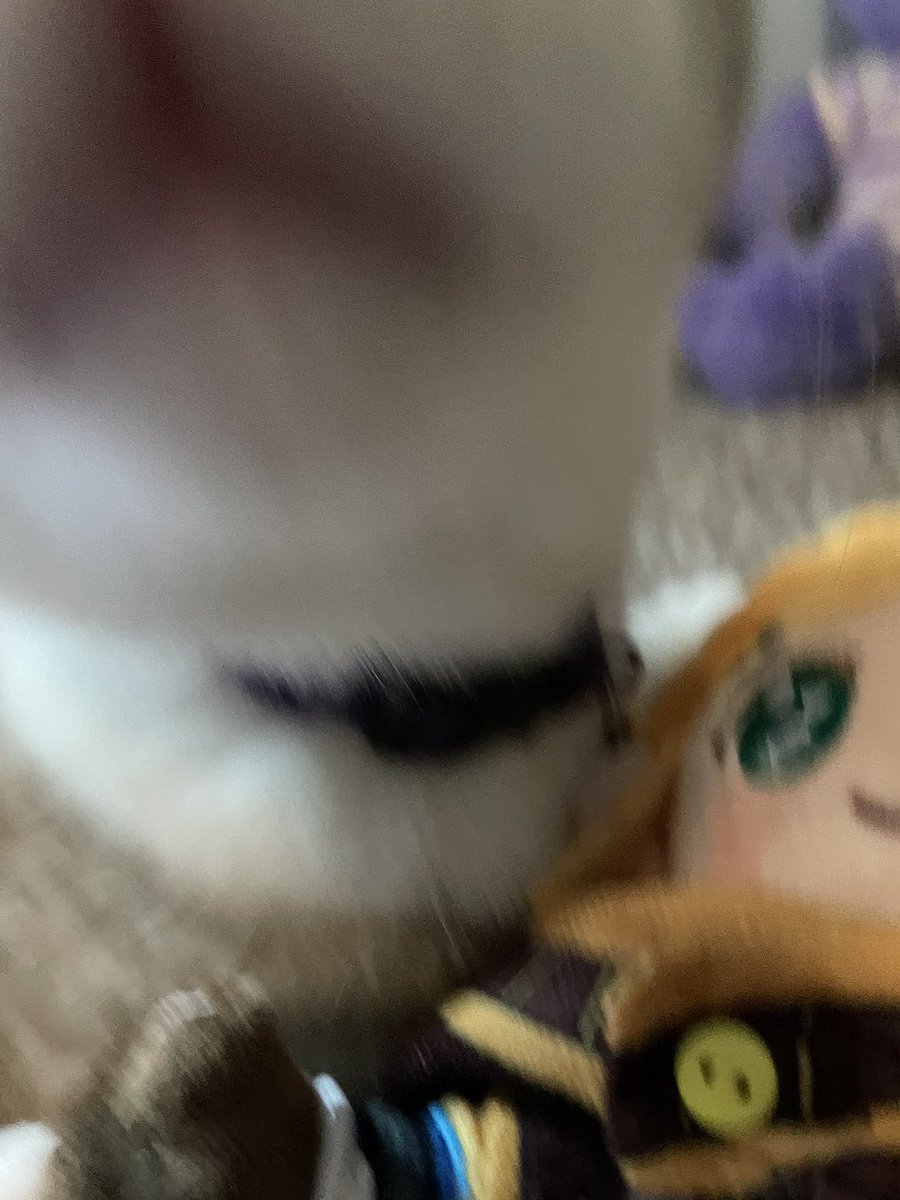 my cat (named link) is excited to see my new <a href="/jupy314/">𝓙𝓾𝓹𝔂 @ 爱师尊🤍</a> zelda doll!!! i love her so much, thank you!! (: 🖤