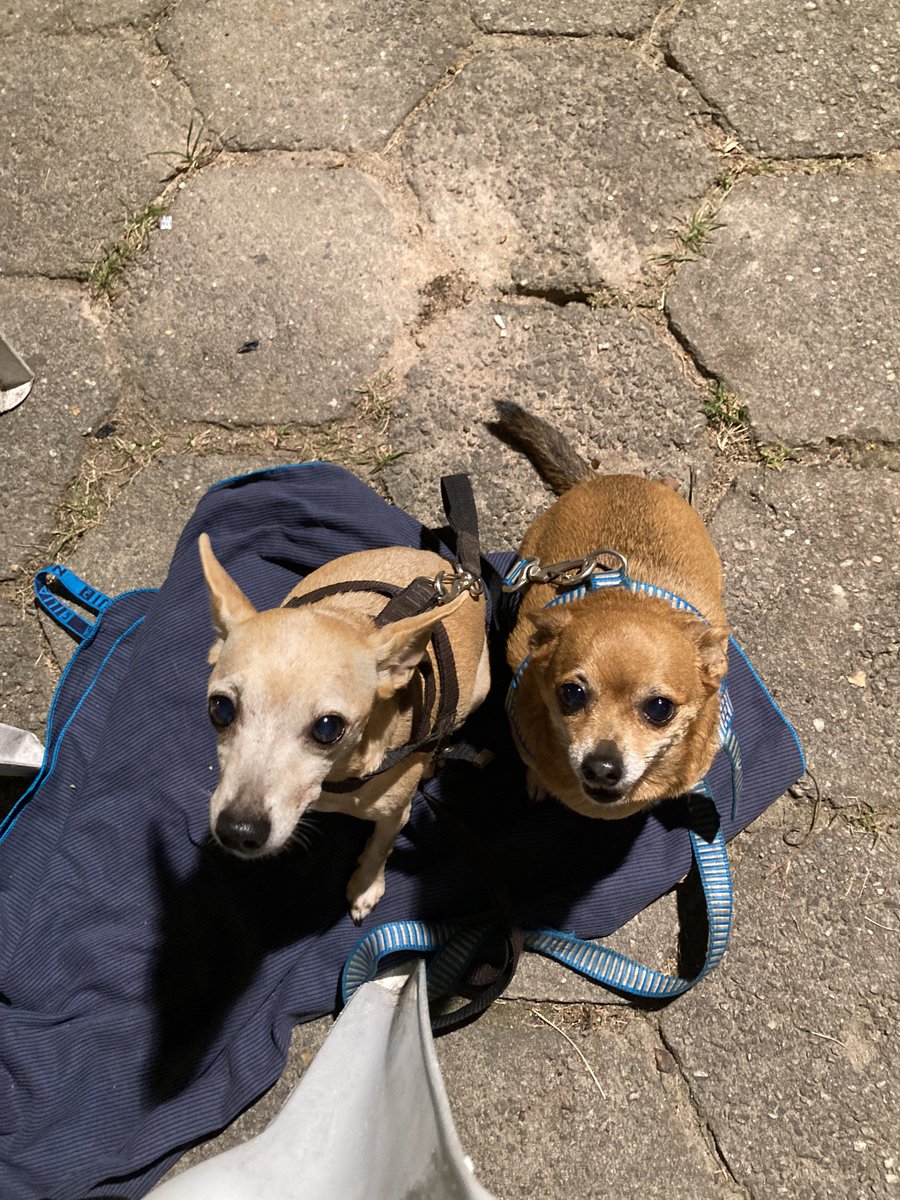 bala_zaza's tweet photo. Rolê com as cria ✨#pinshcer #dobem https://t.co/tgTKHZ8np7
