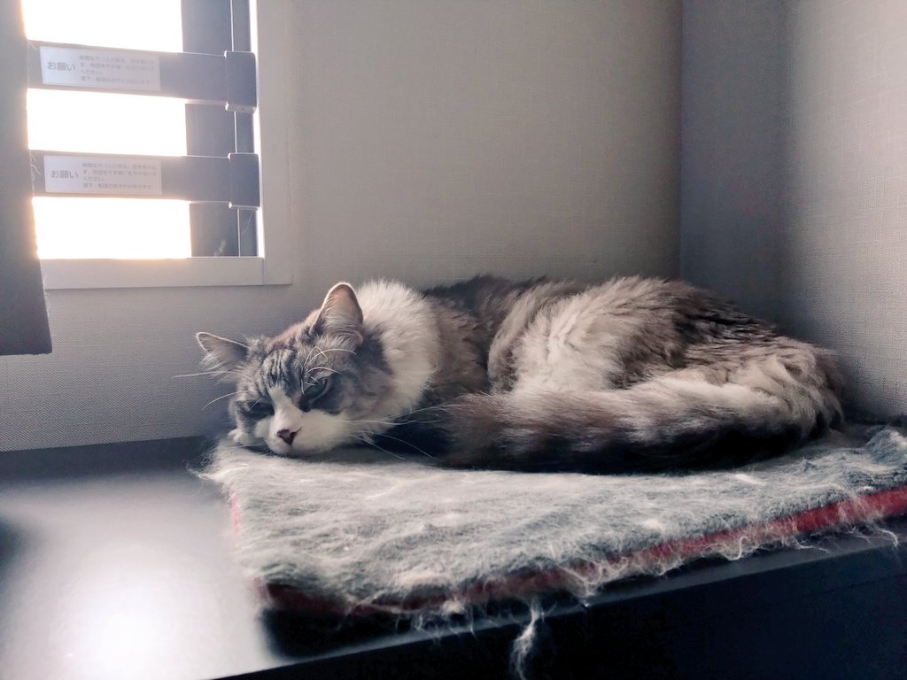 haruharunerune's tweet photo. おはよう、ハル。

#猫好きさんと繋がりたい
#猫のいる生活 
#猫がいる暮らし
#猫がいる幸せ 
#ラグドール 
#cats https://t.co/c8eEL4Jho8