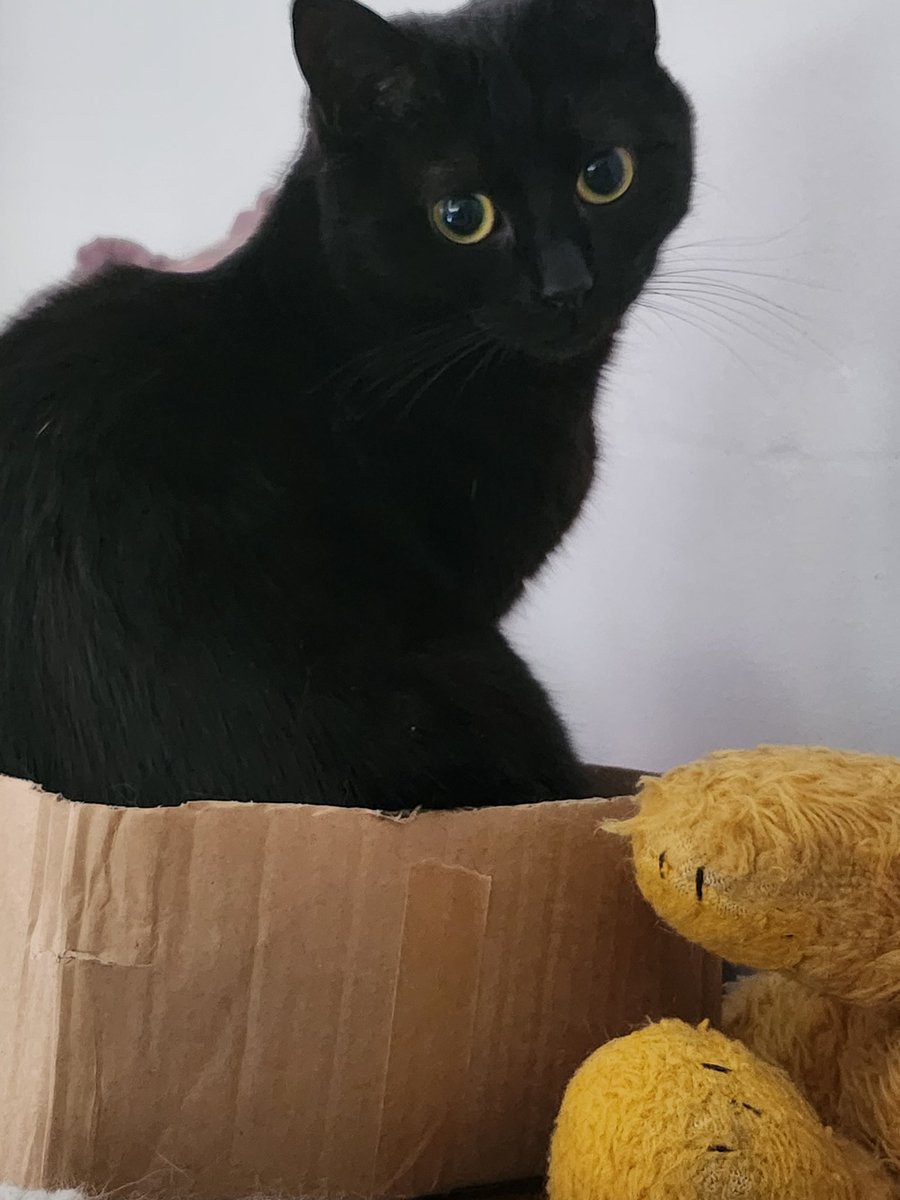 kathleenoneill's tweet image. My copy of @DissentGames #LibraryLabyrinth arrived yesterday, with 2 gorgeous totes as well. So excited to play it & try it out in my #SchoolLibraryRPG club too. Bonus: 2 out of 3 resident cats love the box it came in. 😹😻