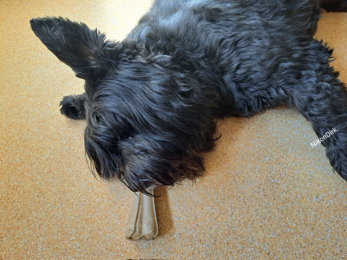 Nikondirk's tweet photo. Tref je zo een bouvier aan. Deze stond even in de #slaapstand. Tot ik z'n #kluif wilde hebben... 😆 https://t.co/vD0AHTec9M