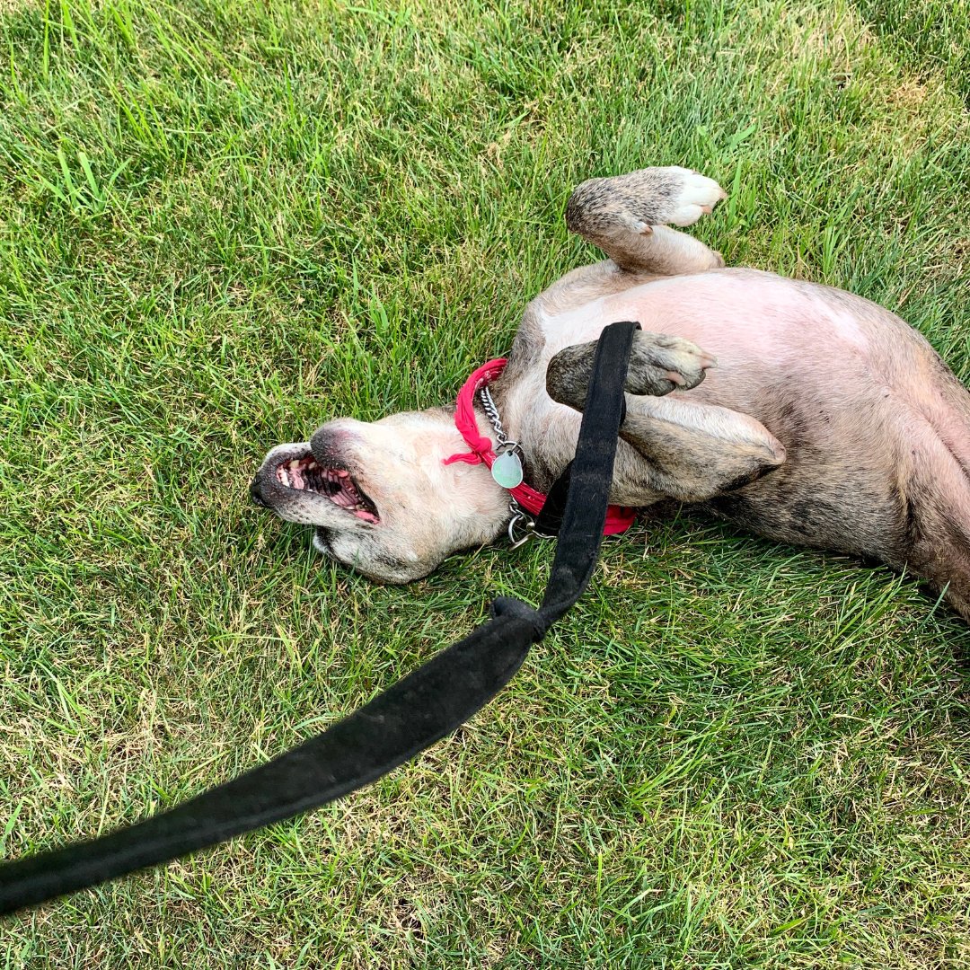 Move over, yoga instructors. Dogs are the new stretching gurus in town 🐶🧘‍♀️#Doga #Yoga

Discover the fun of practicing yoga with pets: bit.ly/3IFVTW5

#YogaWithPets #PetYoga #PetParents #PetInsurance