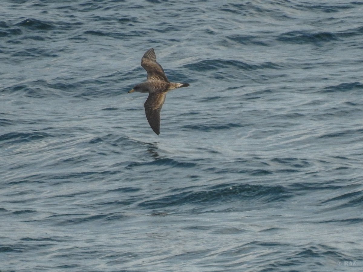 Turtle dove and Cory's Shearwater 📷 by Robert Azopardi #Gibraltar #BirdsSeenIn2023 @gonhsgib @BirdingRasta @GibraltarBirds @_BTO @Natures_Voice #TwitterNatureCommunity @GibReserve @Britnatureguide