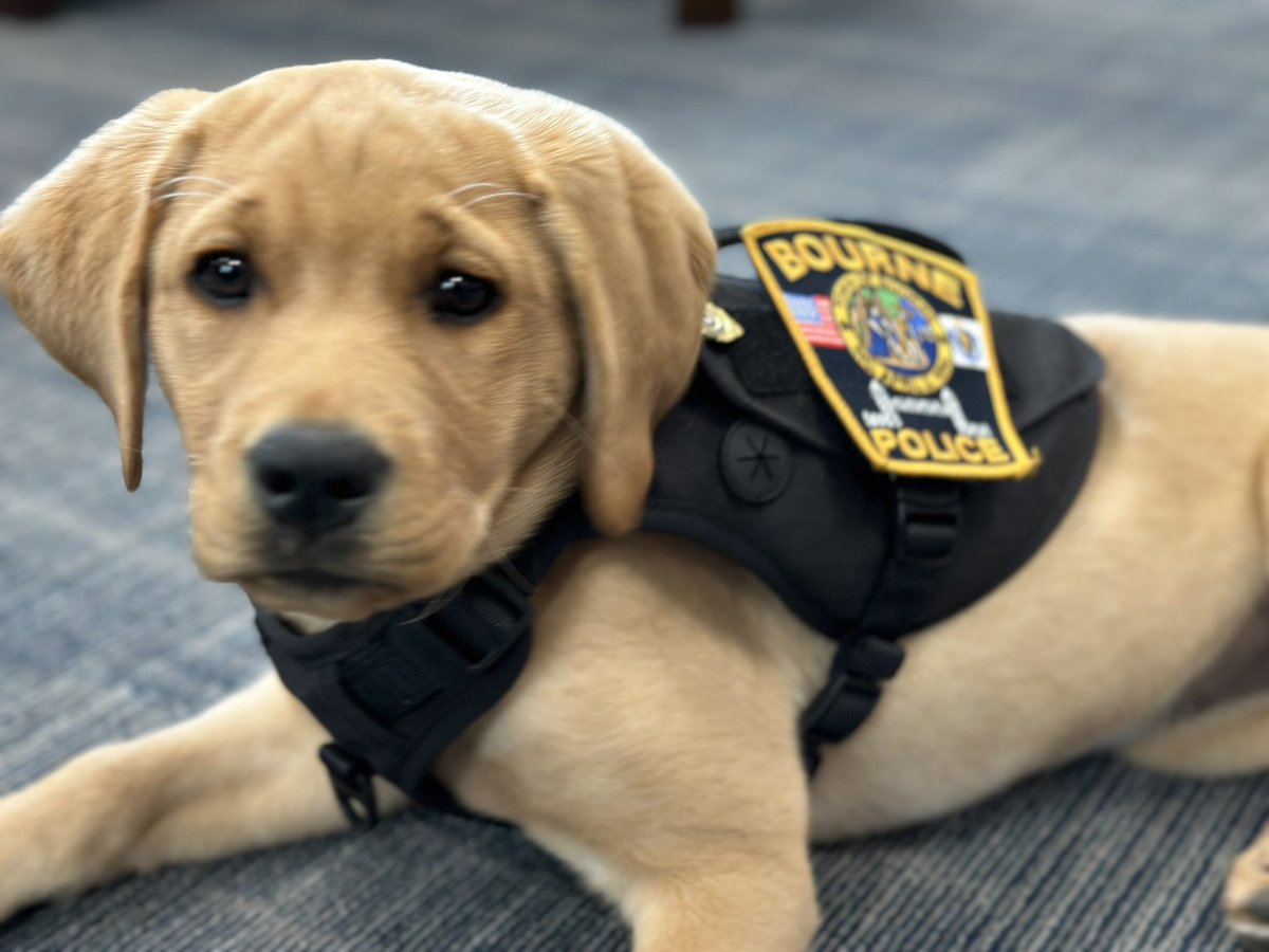 Bourne Police Dept. tweet media