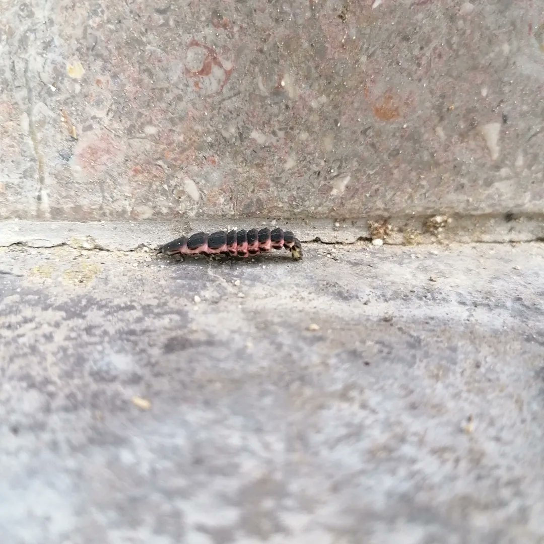 Larva de cuca de llum mediterrania. 

Quant de temps fa que no veus una cuca de llum? 

<a href="/CucadeLlumCat_/">Grup Cucadellum - ICHN</a> 

#cucadellum #bioindicador #femella #bioluminiscencia #abdomen #fauna #lleronaialtrespobles #lesfranqueses #faunallerona